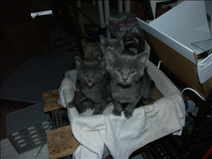 031204 miscPICT0226.jpg